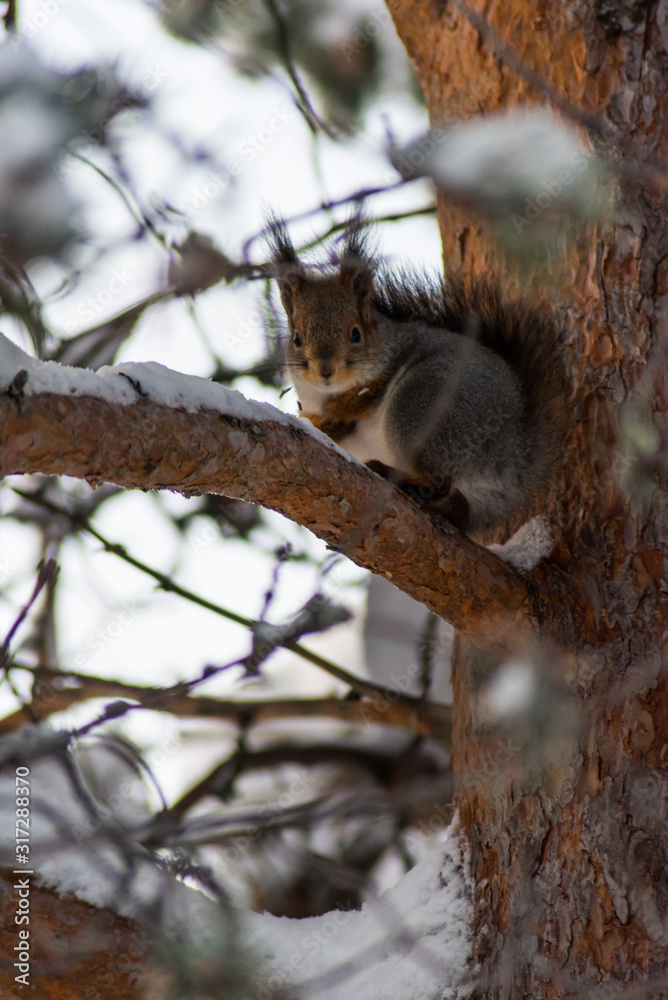 A squirrel searches for food in the snow in Lapland Finland. winter December. A squirrel searches for food in the snow in Lapland Finland. winter December.