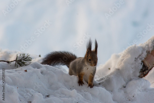 A squirrel searches for food in the snow in Lapland Finland. winter December. © robin