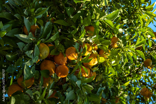 Orange fruit in tree