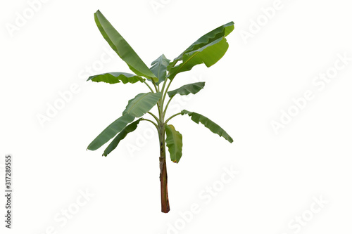 green banana plant isolated on white background