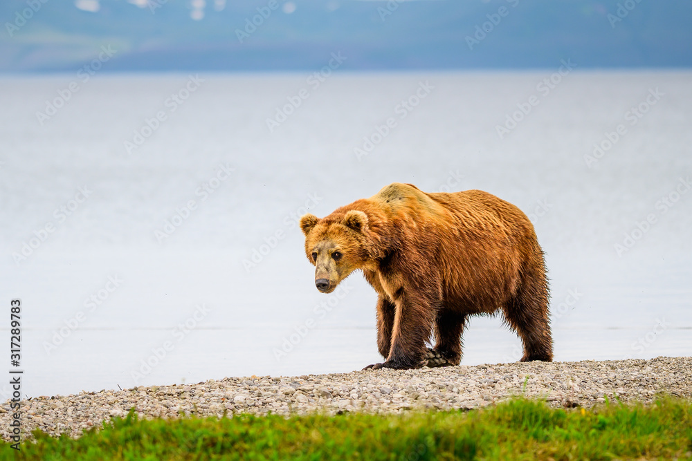 Obraz premium Ruling the landscape, brown bears of Kamchatka (Ursus arctos beringianus)