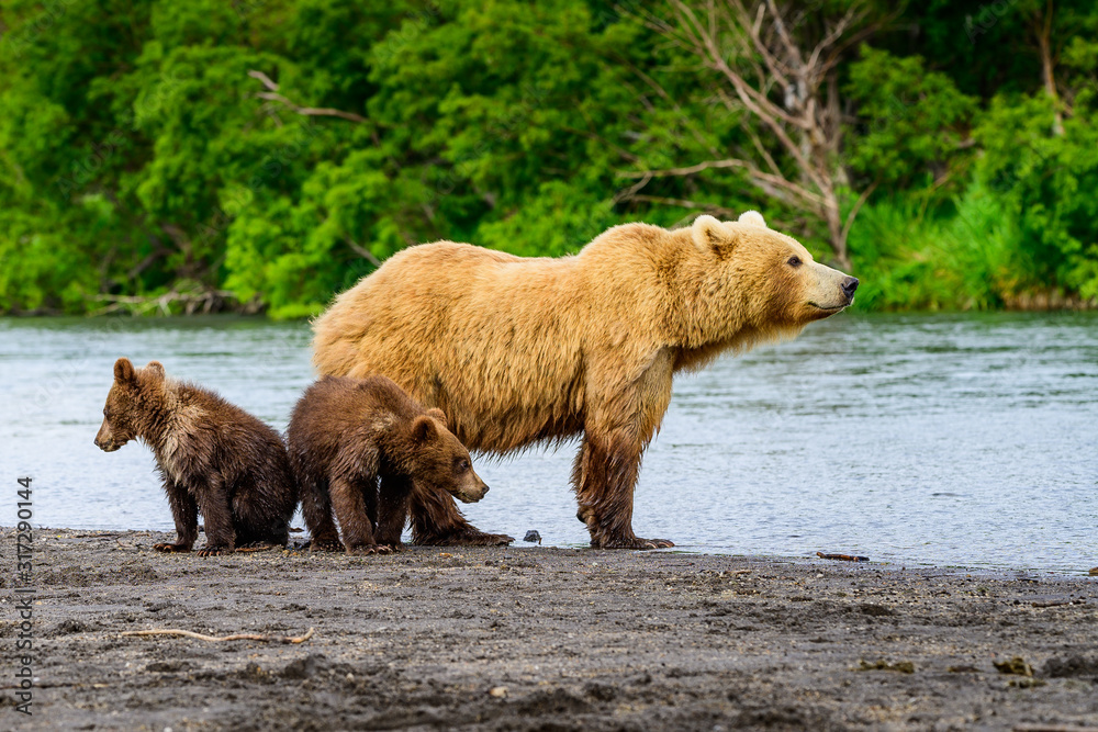 Ruling the landscape, brown bears of Kamchatka (Ursus arctos beringianus) Ruling the landscape, brown bears of Kamchatka (Ursus arctos beringianus)