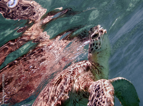 une tortue respire a la surface