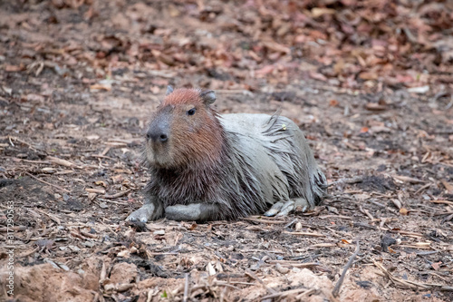 Ein nasses Wasserschwein liegend in der Seitenansicht