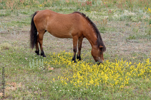 Pferde auf der Insel   land in Schweden