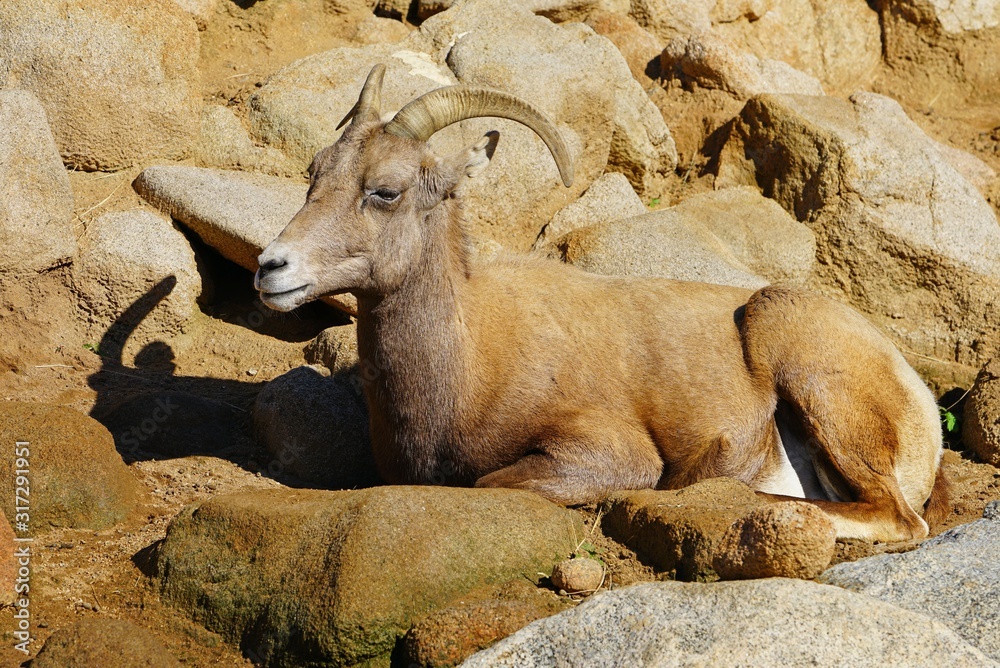 View of a desert bighorn sheep (Ovis Canadensis Nelsoni) View of a desert bighorn sheep (Ovis Canadensis Nelsoni)