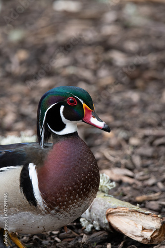 wood duck at the park