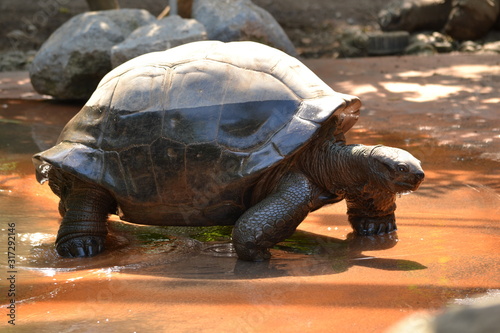 Schildkröte Groß und langsam in ihrer Natur 