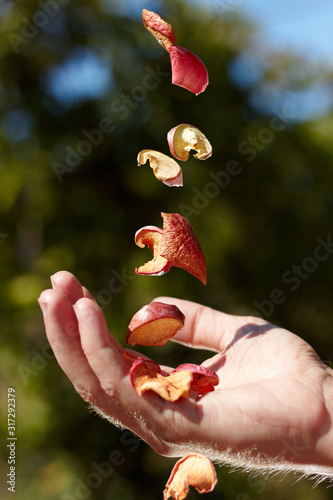 Dried fruits fallen. Frozen movement. Bright sunlignt.