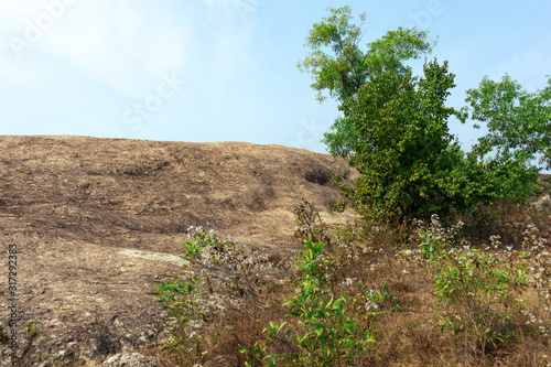 beautiful green tree with leaves surrounded by big rocks for beautiful photo background at sunny day in Indian rural village