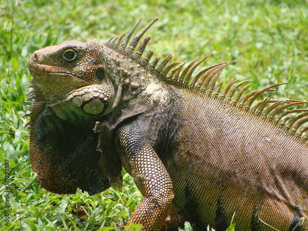 Iguana in the Colombian jungle, Uraba Chocoano, Colombia Iguana in the Colombian jungle, Uraba Chocoano, Colombia