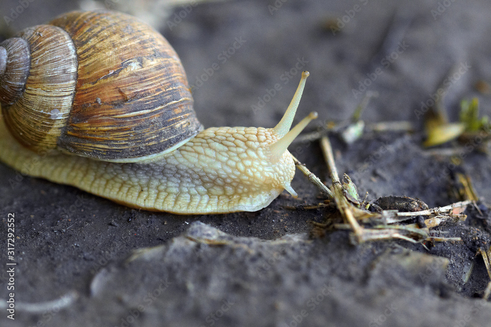 Snail crawling on a wet ground. Macro view Snail crawling on a wet ground. Macro view