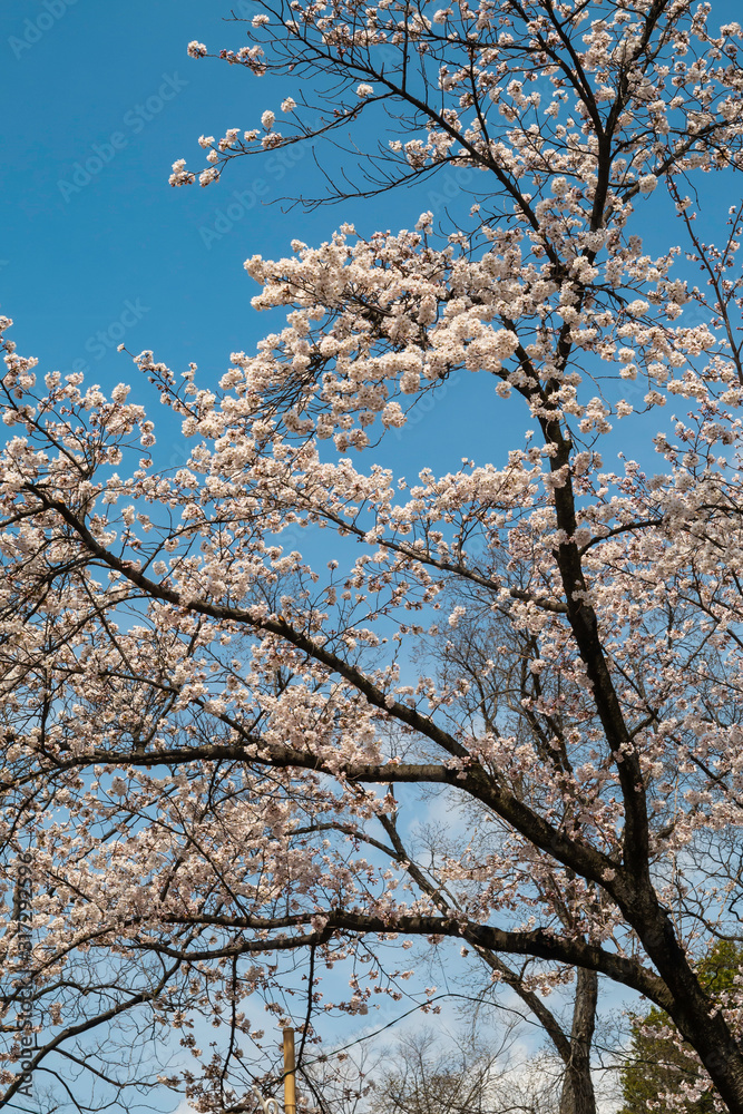Selective focus of beautiful cherry blossom sakura festival in spring time are blooming in the garden at japan Selective focus of beautiful cherry blossom sakura festival in spring time are blooming in the garden at japan