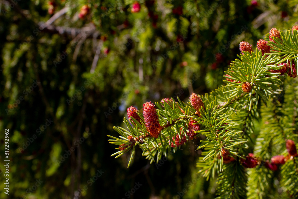 Spruce branches with new colorful cones in spring. Flowering of evergreen spruce (Picea abies). Spruce branches with new colorful cones in spring. Flowering of evergreen spruce (Picea abies).