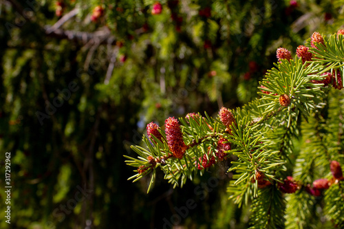 Spruce branches with new colorful cones in spring. Flowering of evergreen spruce  Picea abies .