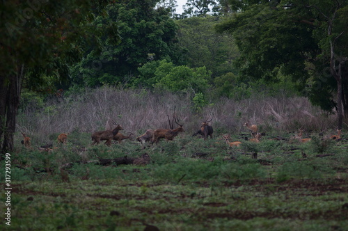 Fototapeta Naklejka Na Ścianę i Meble -  Java deer (Deer timorensis) is a type of deer that is endemic to the islands of Java, Bali and Timor (including Timor Leste) in Indonesia.