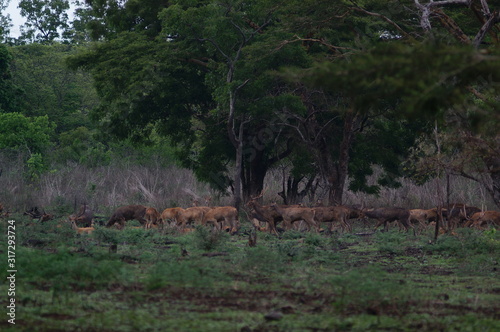 Fototapeta Naklejka Na Ścianę i Meble -  Java deer (Deer timorensis) is a type of deer that is endemic to the islands of Java, Bali and Timor (including Timor Leste) in Indonesia.