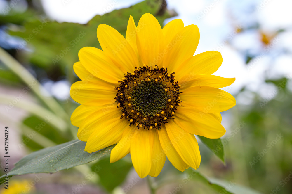 Fototapeta premium ヒマワリの花