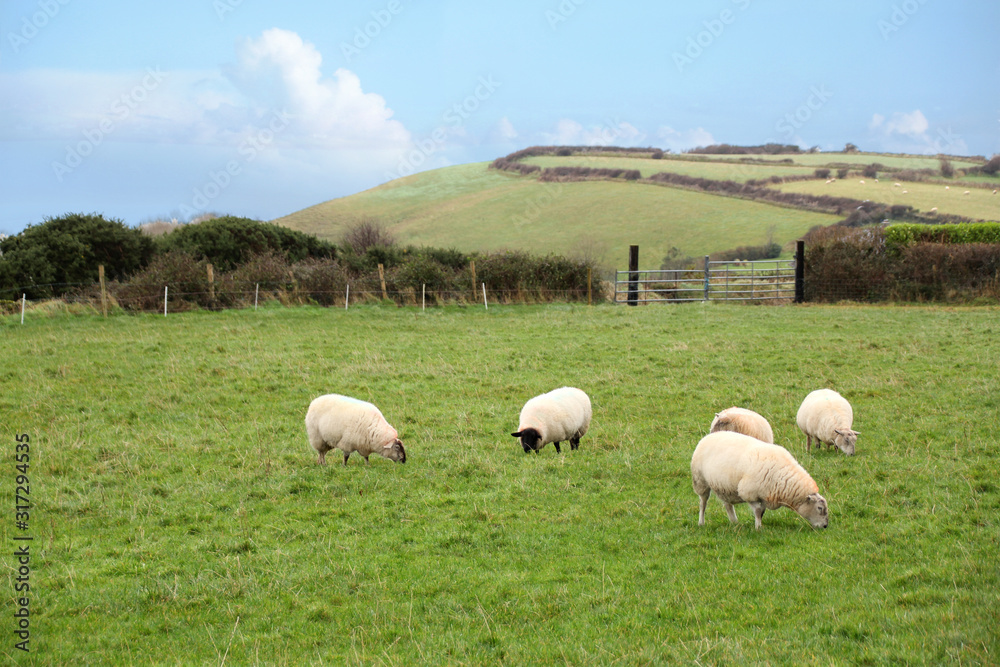 many white sheep and rams graze on the green lawn, followed by houses