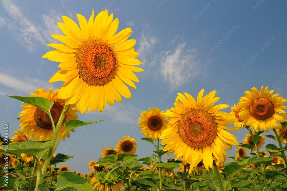 Summer yellow sunflowers with green leaves in field
