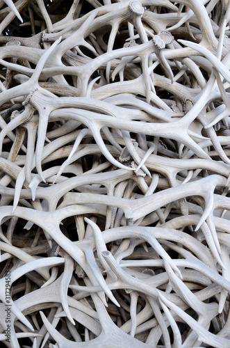 Large pile of Elk antlers.  Graphic resource for background