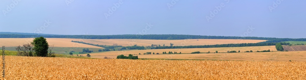 Wheat fields panoramic landscape with trees and forest behind and blue sky above