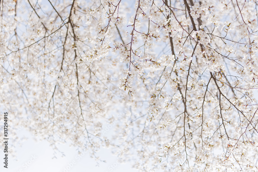 空を覆う桜 空を覆う桜