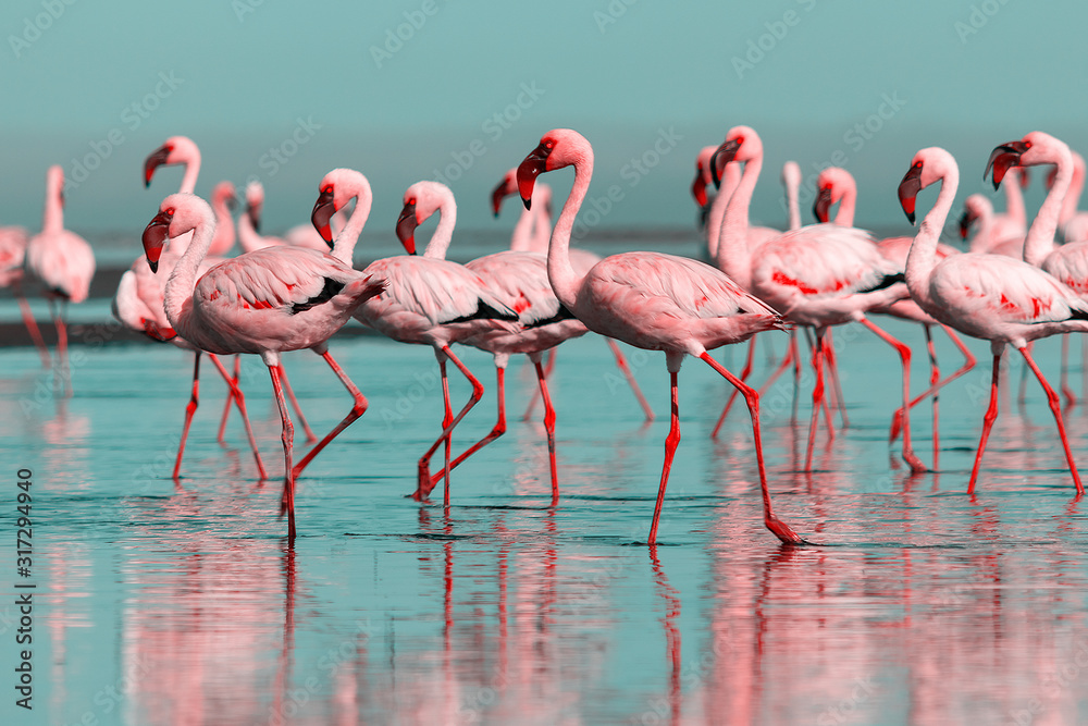Fototapeta premium Dzikie ptaki afrykańskie. Grupa ptaków różowych flamingów afrykańskich spacerujących po błękitnej lagunie w słoneczny dzień