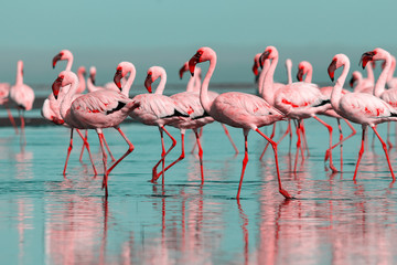 Glasbilder Tieren Wilde afrikanische Vögel. Gruppenvögel von rosa afrikanischen Flamingos, die an einem sonnigen Tag um die blaue Lagune spazieren  © Yuliia Lakeienko