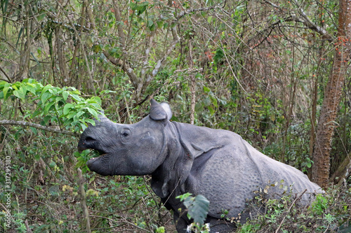eaten rhino in Chitwan Nationalpark in Nepal