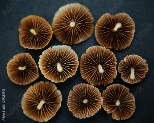 wild mushrooms  macro
