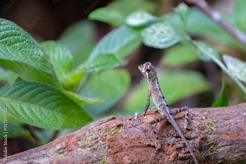 Juvenile Kangaroo Lizard (Otocryptis beddomii), Sinharaja Rain Forest Reserve, Sri Lanka Juvenile Kangaroo Lizard (Otocryptis beddomii), Sinharaja Rain Forest Reserve, Sri Lanka