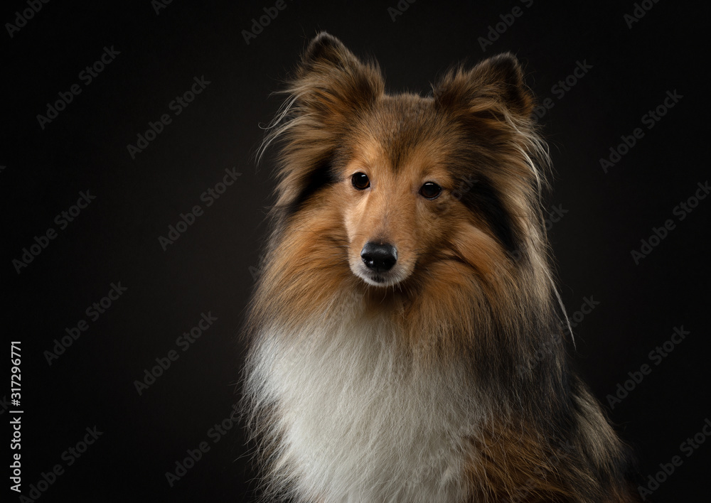 portrait of a dog on a black background. Pet on the dark. Sheltie in a photo studio