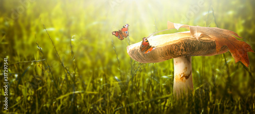 Magical fantasy large mushroom on enchanted fairy tale glade with fabulous fa...