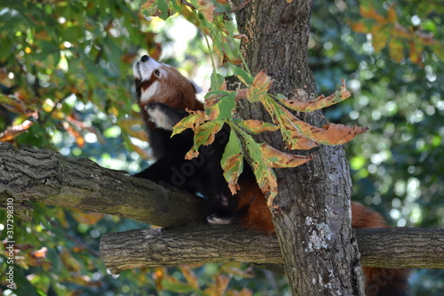 roter panda