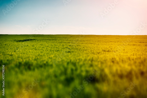 Meadow with a sun on a clear sky.