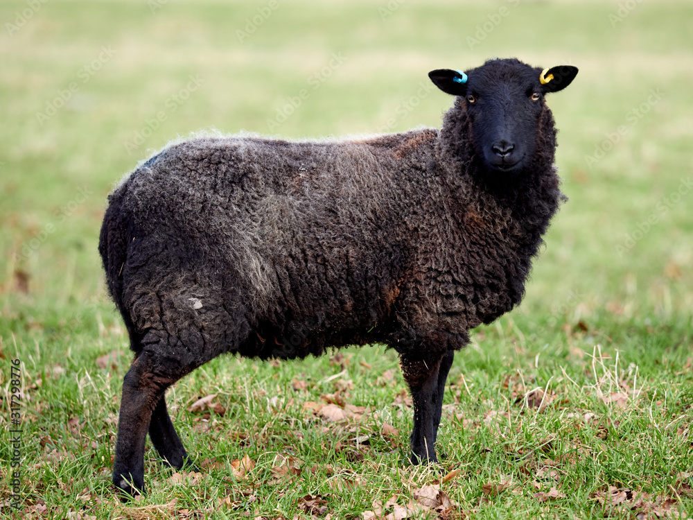 A black welsh mountain sheep ewe grazing in a field at Wentworth Castle parkland. A black welsh mountain sheep ewe grazing in a field at Wentworth Castle parkland.