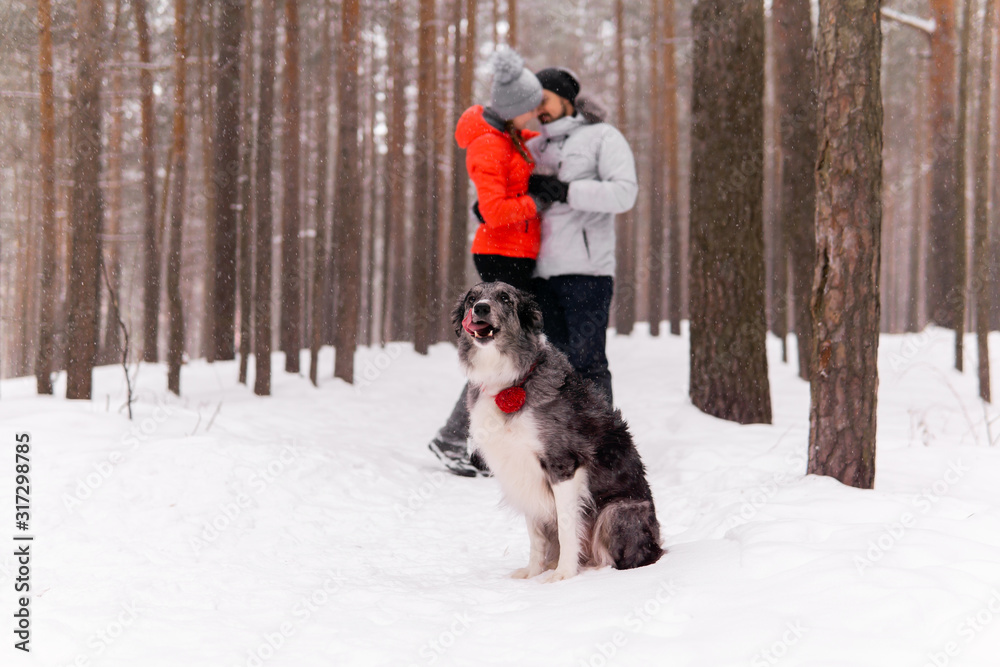 border collie dog sitting in the winter forest on the background of a couple of its owners in love