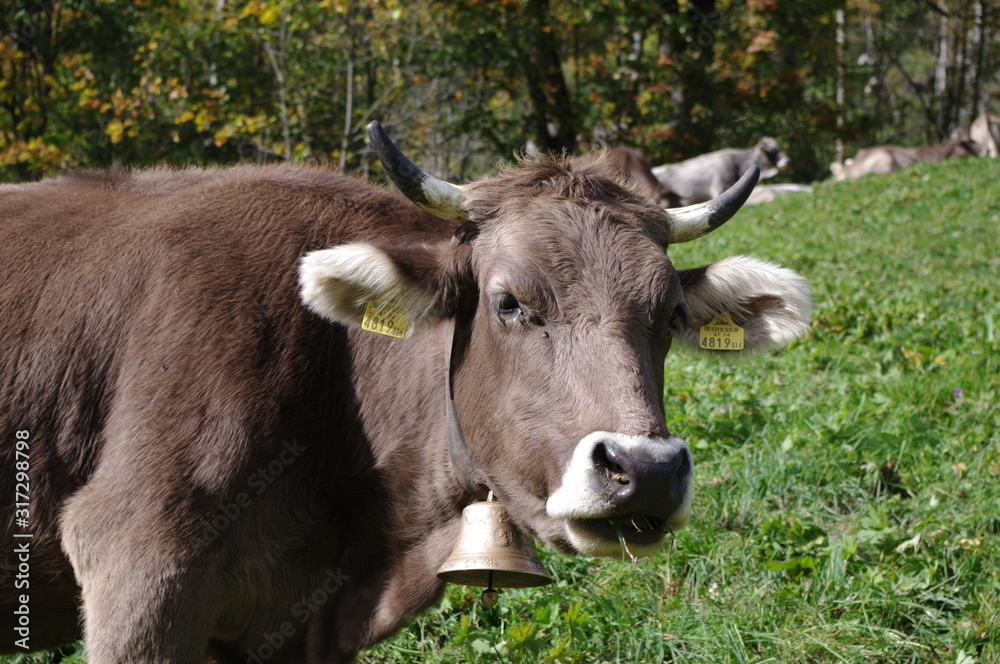 Grauvieh auf der Alm