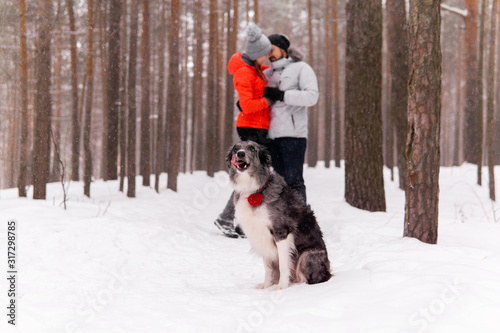 border collie dog sitting in the winter forest on the background of a couple of its owners in love © Evgeny