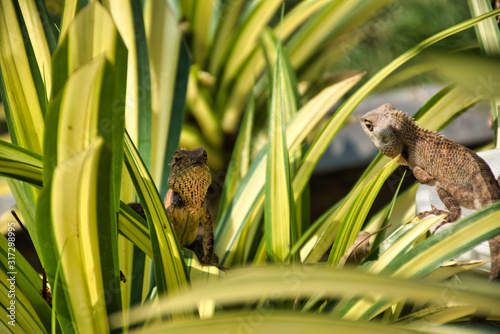 Oriental garden lizard (Calotes versicolor) in Kanchanaburi, Thailand photo