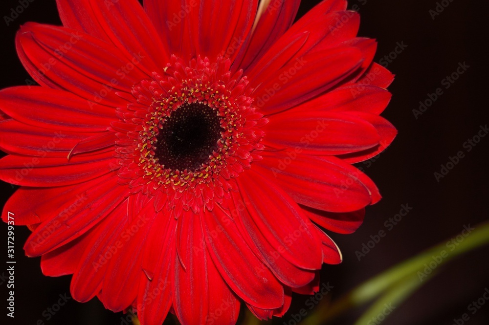 red gerbera flower red gerbera flower