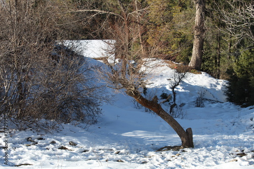 Wallpaper Mural Beauty of Nature In Winter Torontodigital.ca