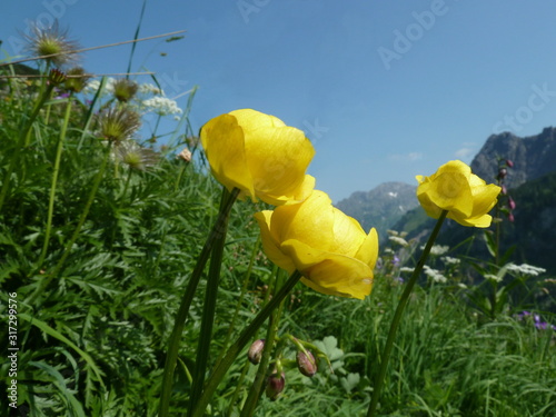Trollblume
