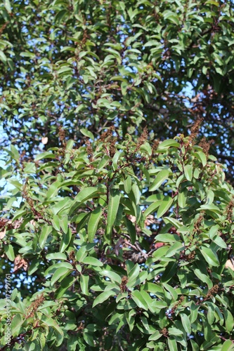 Stems of red, and curved foliage with a midline fold are features which taxonomically differentiate Laurel Sumac, Malosma Laurina, a plant native to the Chaparral biome in Will Rogers State Park. photo