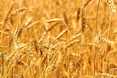 Close-up of golden wheat spikes on sunny summer clear day