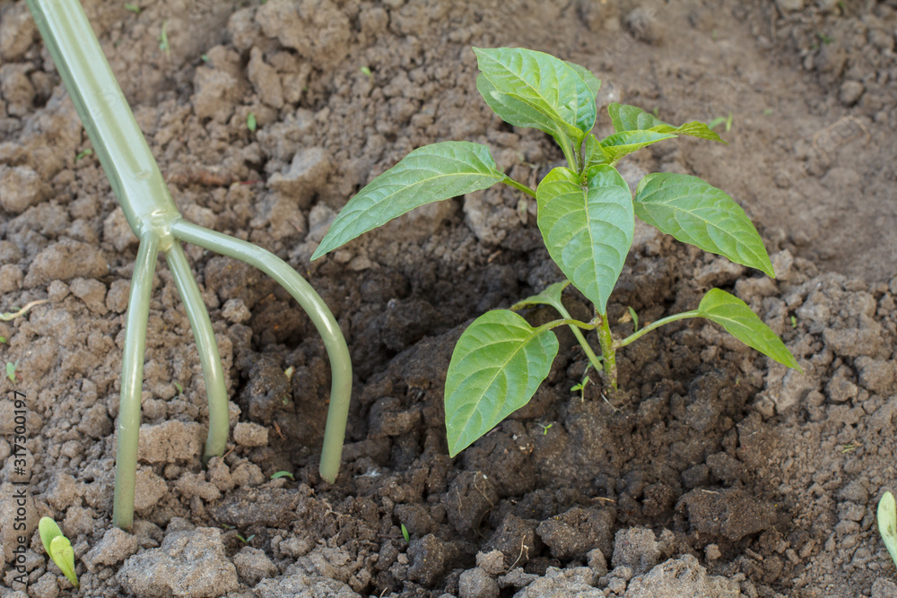 Loosening soil around the bell pepper bush using hand garden rake. Loosening soil around the bell pepper bush using hand garden rake.