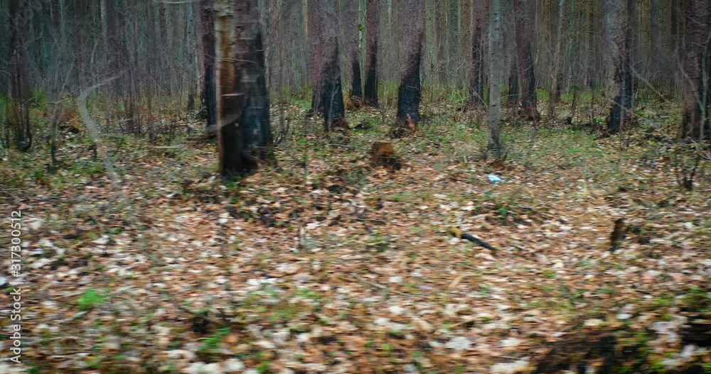 A Pine Forest After A Fire, Burned zone with black stumps in sunlight after forest fire. A Pine Forest After A Fire, Burned zone with black stumps in sunlight after forest fire.