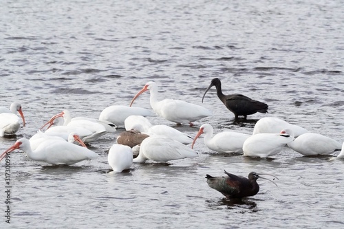 Birds at the Historic Weir in Sarasota, FL