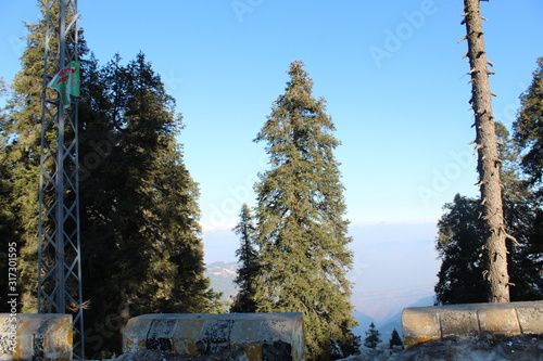 Wallpaper Mural Trees All Around Torontodigital.ca